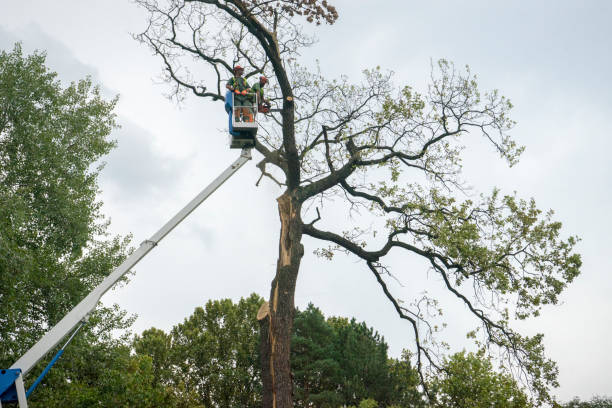 Best Palm Tree Trimming  in Blauvelt, NY