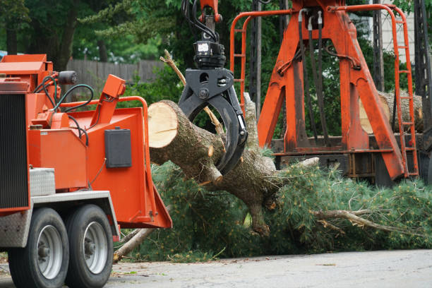 Best Lawn Disease Treatment  in Blauvelt, NY