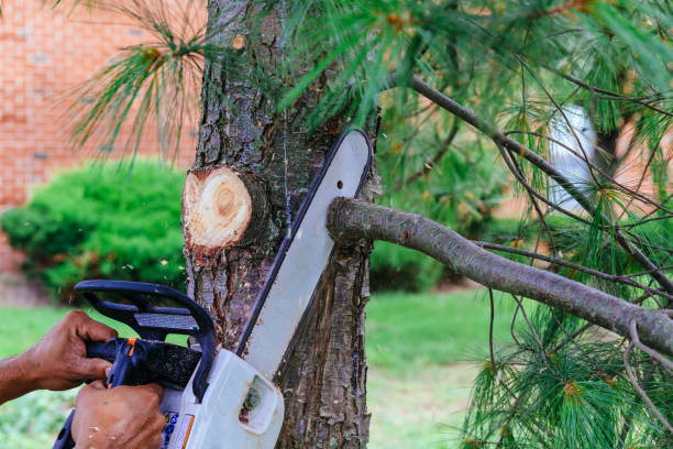 How Our Tree Care Process Works  in  Blauvelt, NY